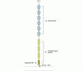 Contactin-1 (extracellular) Blocking Peptide