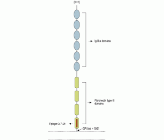 Contactin-1 (extracellular) Blocking Peptide