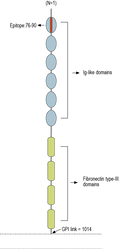 Anti-Contactin-2/CNTN2 (extracellular) Antibody