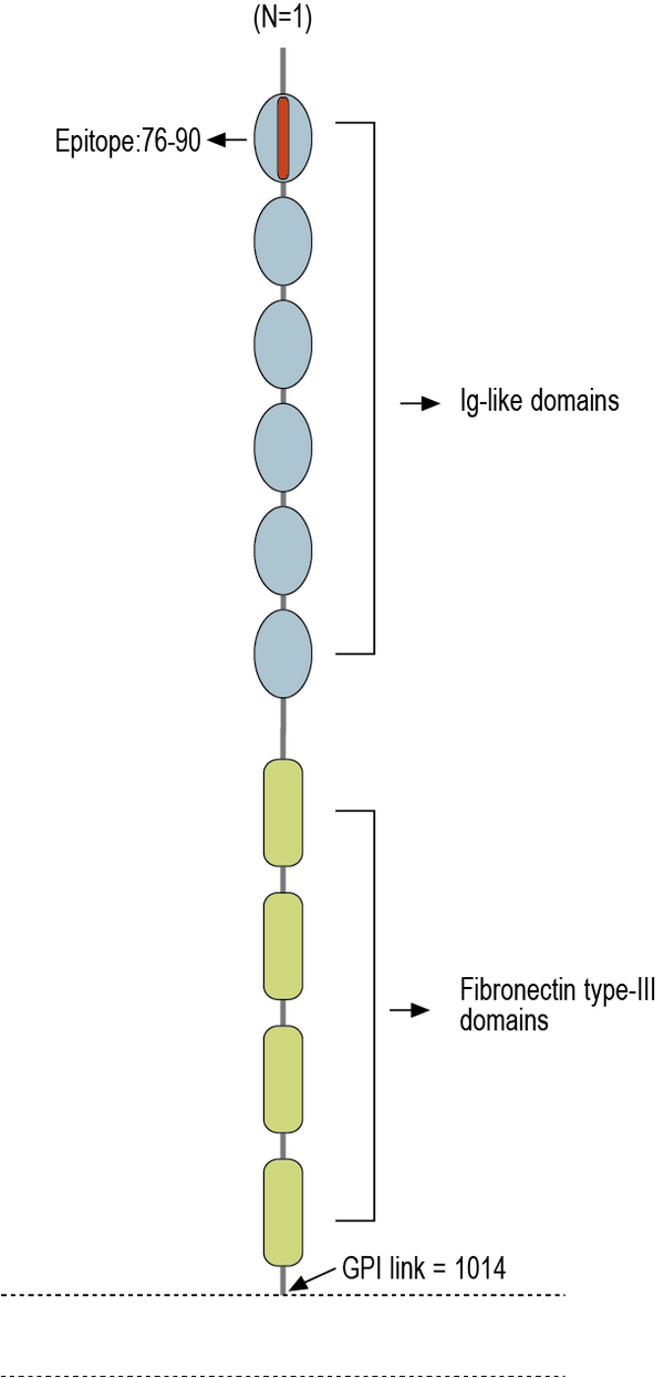 Anti-Contactin-2/CNTN2 (extracellular) Antibody