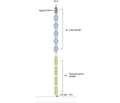 Contactin-2/CNTN2 (extracellular) Blocking Peptide