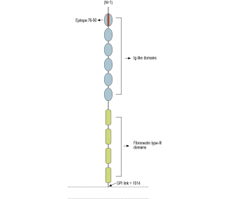 Contactin-2/CNTN2 (extracellular) Blocking Peptide
