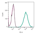 Anti-TMEM119 (extracellular)-PE Antibody
