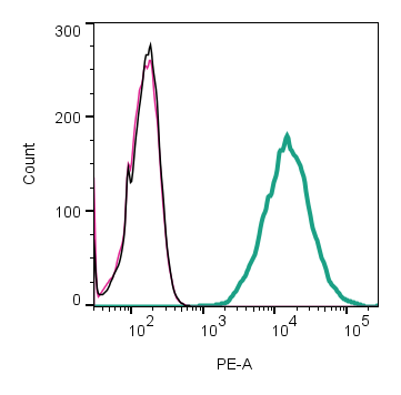 Anti-TMEM119 (extracellular)-PE Antibody