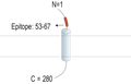 Anti-TMEM119 (extracellular) Antibody