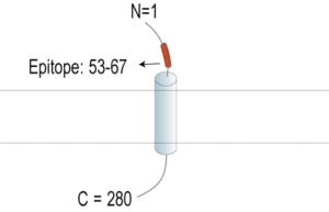 Anti-TMEM119 (extracellular) Antibody
