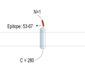 TMEM119 (extracellular) Blocking Peptide