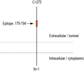 Anti-TMEM106B (extracellular) Antibody