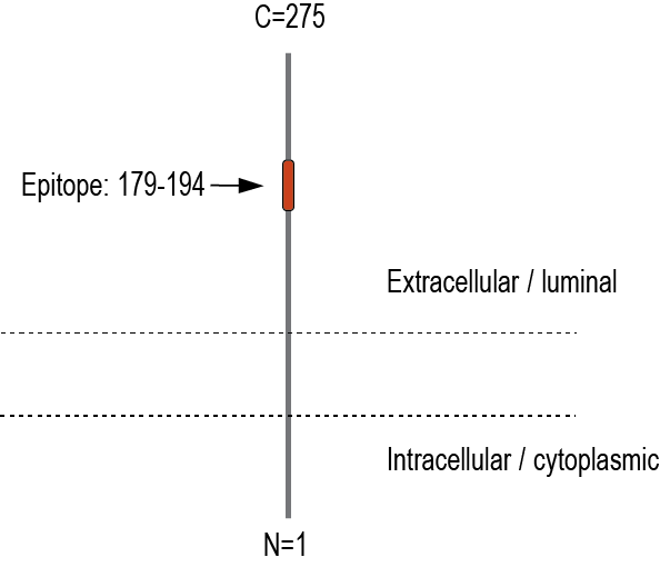 Anti-TMEM106B (extracellular) Antibody