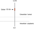 TMEM106B (extracellular) Blocking Peptide