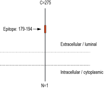 TMEM106B (extracellular) Blocking Peptide