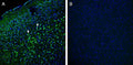 Anti-Robo1 (extracellular) Antibody