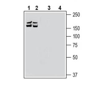 Robo1 (extracellular) Blocking Peptide