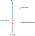 Anti-Robo2 (extracellular) Antibody