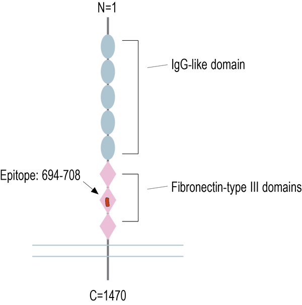 Anti-Robo2 (extracellular) Antibody