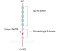 Robo2 (extracellular) Blocking Peptide