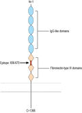 Anti-Robo3 (extracellular) Antibody