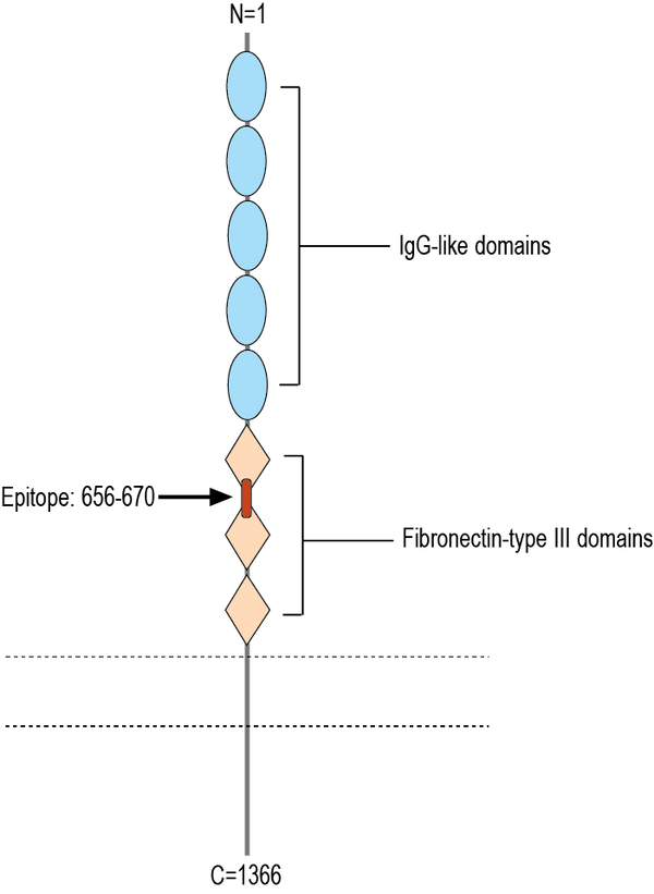 Anti-Robo3 (extracellular) Antibody