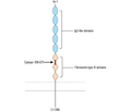 Robo3 (extracellular) Blocking Peptide