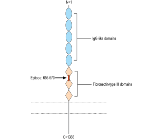 Robo3 (extracellular) Blocking Peptide