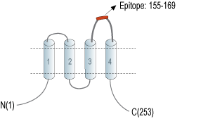Anti-Tetraspanin-3 (extracellular) Antibody