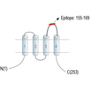Tetraspanin-3 (extracellular) Blocking Peptide