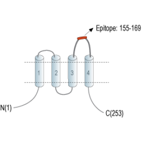 Tetraspanin-3 (extracellular) Blocking Peptide