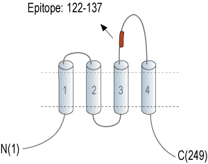 Anti-Tetraspanin 7 (extracellular) Antibody
