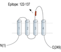 Tetraspanin 7 (extracellular) Blocking Peptide