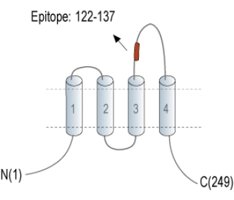 Tetraspanin 7 (extracellular) Blocking Peptide