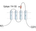 Tetraspanin 2 (extracellular) Blocking Peptide