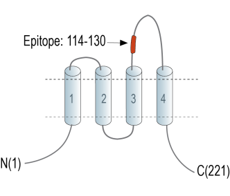 Tetraspanin 2 (extracellular) Blocking Peptide