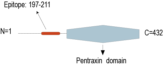 Anti-Neuronal Pentraxin 1 (NPTX1) Antibody