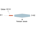 Neuronal Pentraxin 1 (NPTX1) Blocking Peptide