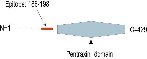 Anti-Neuronal Pentraxin 2 (NPTX2) Antibody