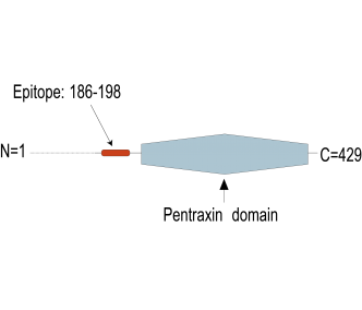Neuronal Pentraxin 2 (NPTX2) Blocking Peptide