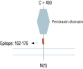 Anti-Neuronal Pentraxin Receptor (NPTXR)(extracellular) Antibody