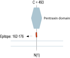 Anti-Neuronal Pentraxin Receptor (NPTXR)(extracellular) Antibody