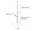 Neogenin (extracellular) Blocking Peptide