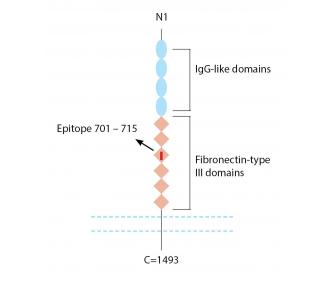 Neogenin (extracellular) Blocking Peptide