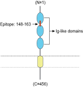 Anti-CADM1/SynCAM (extracellular) Antibody