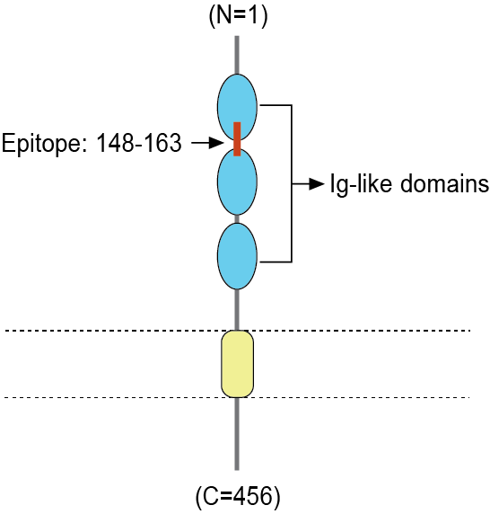 Anti-CADM1/SynCAM (extracellular) Antibody