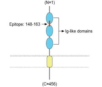 CADM1/SynCAM (extracellular) Blocking Peptide