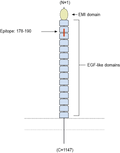 Anti-MEGF10 (extracellular) Antibody