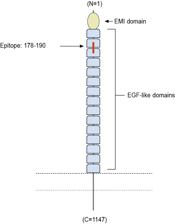 Anti-MEGF10 (extracellular) Antibody