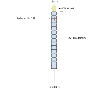 MEGF10 (extracellular) Blocking Peptide