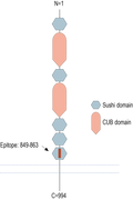 Anti-SEZ6 (extracellular) Antibody