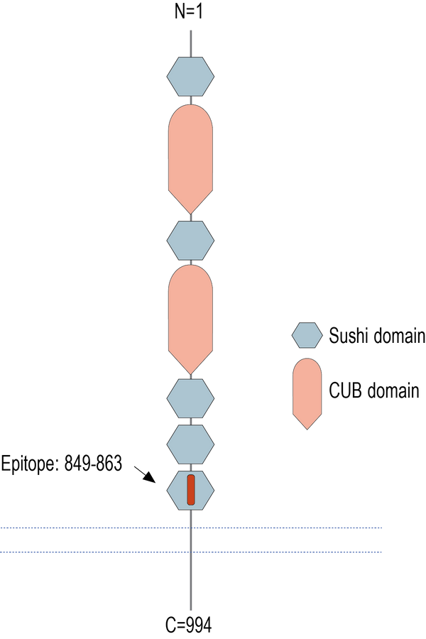 Anti-SEZ6 (extracellular) Antibody