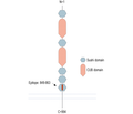 SEZ6 (extracellular) Blocking Peptide