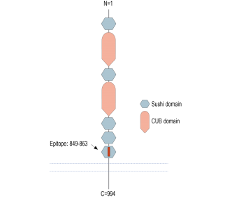 SEZ6 (extracellular) Blocking Peptide